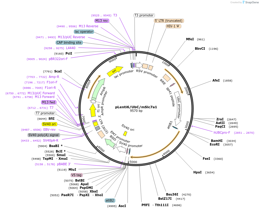 17224-plasmid-map-sequence-id-123185