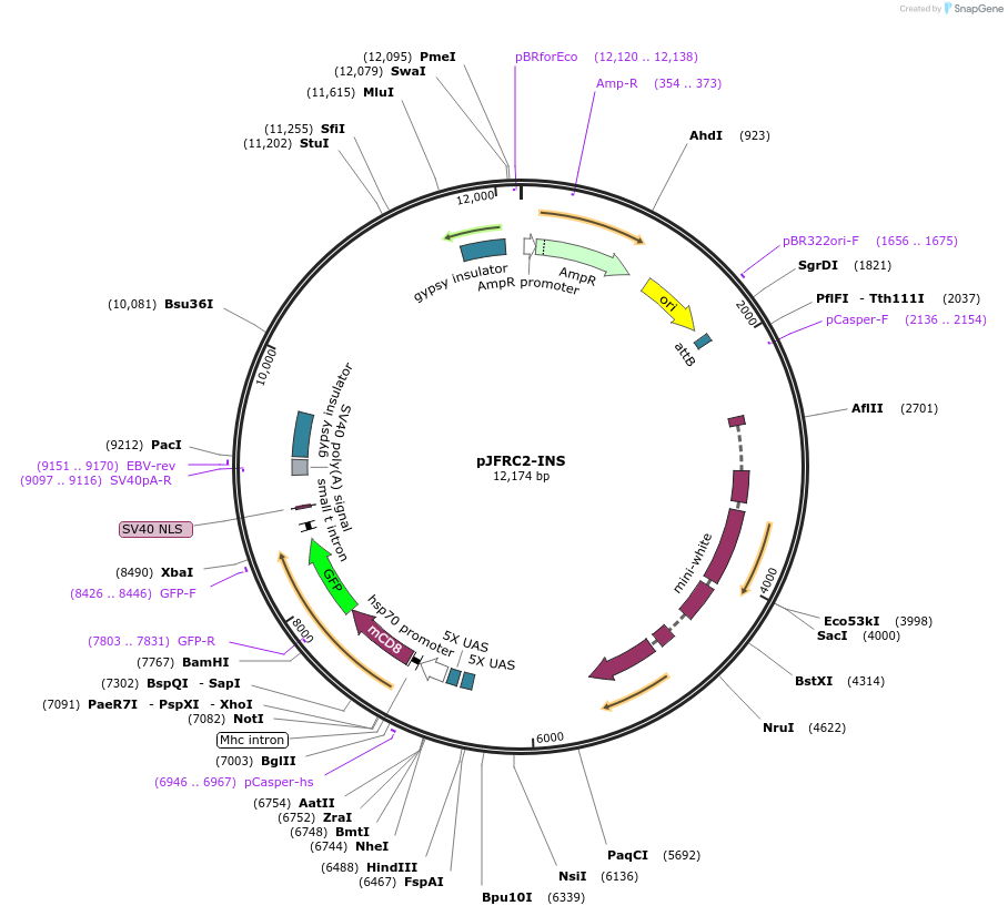 26215-plasmid-map-sequence-id-12319