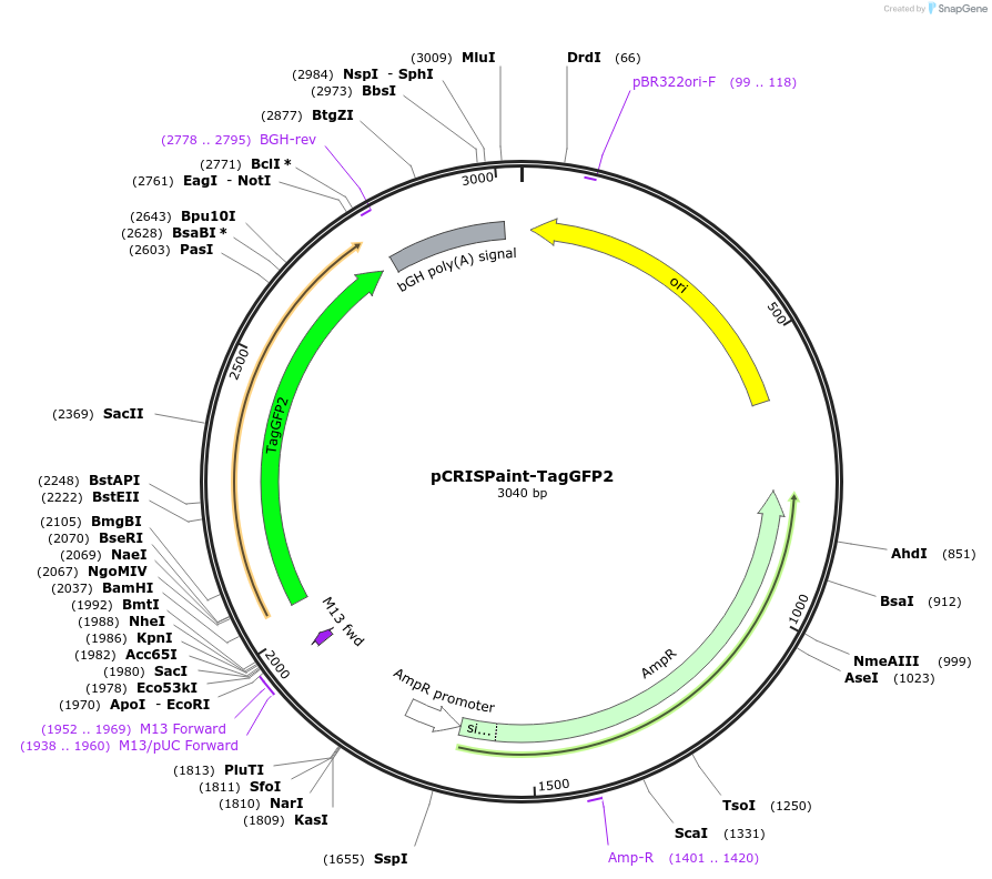 67166-plasmid-map-sequence-id-123212