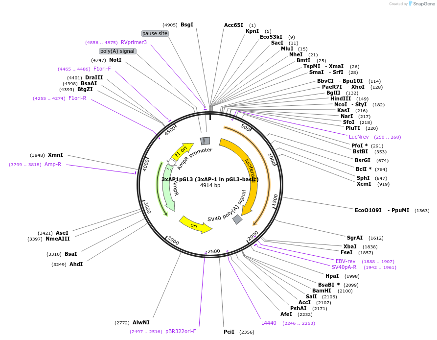 40342-plasmid-map-sequence-id-123239