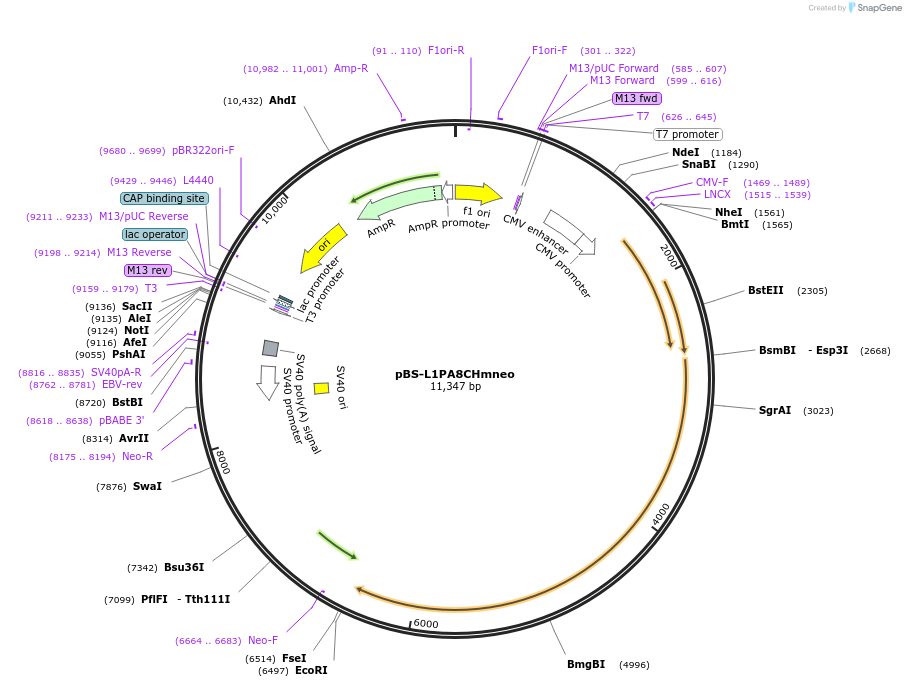 69608-plasmid-map-sequence-id-123340