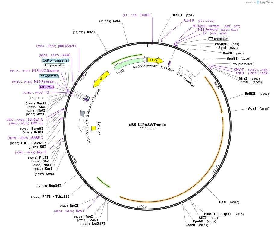 69609-plasmid-map-sequence-id-123341