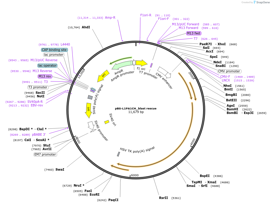 69611-plasmid-map-sequence-id-123344