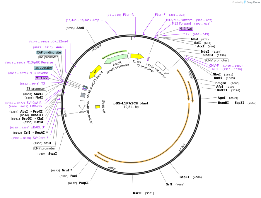 69612-plasmid-map-sequence-id-123345