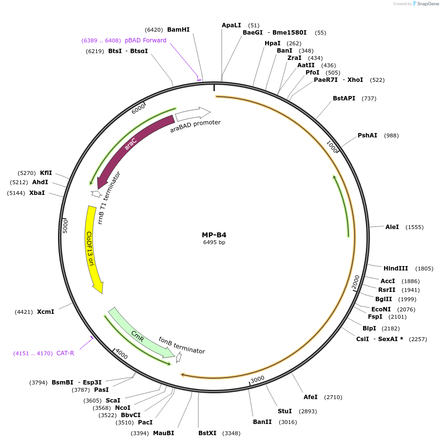 69630-plasmid-map-sequence-id-123370