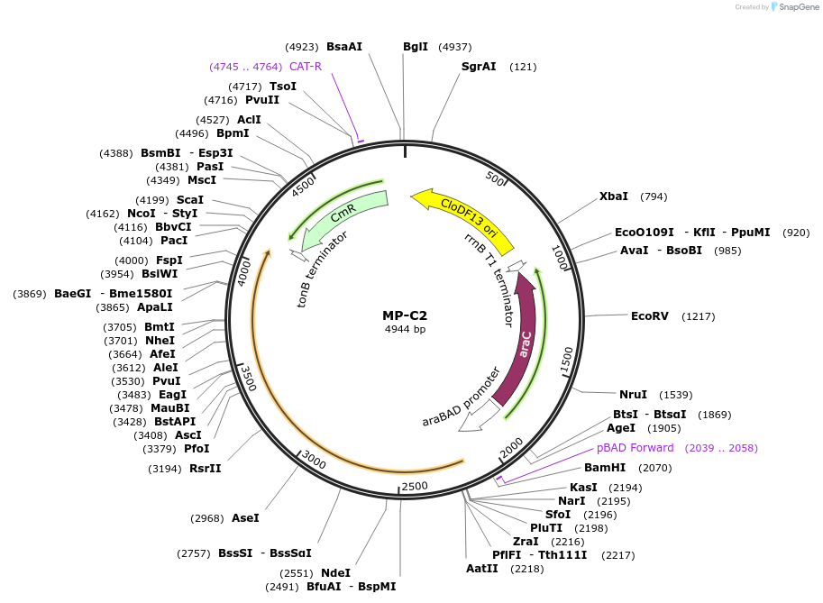 69632-plasmid-map-sequence-id-123372