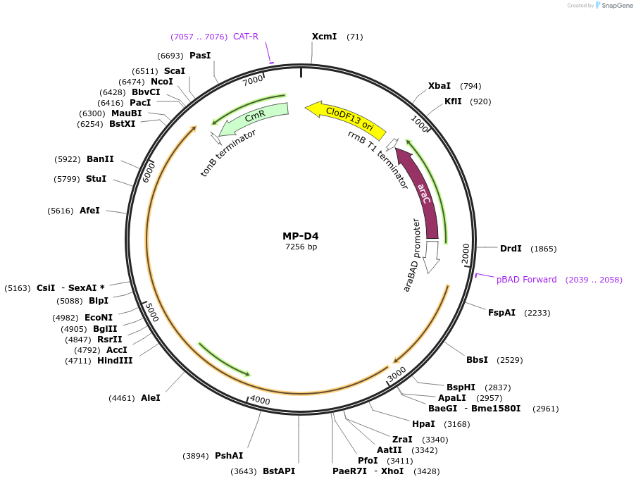 69635-plasmid-map-sequence-id-123375
