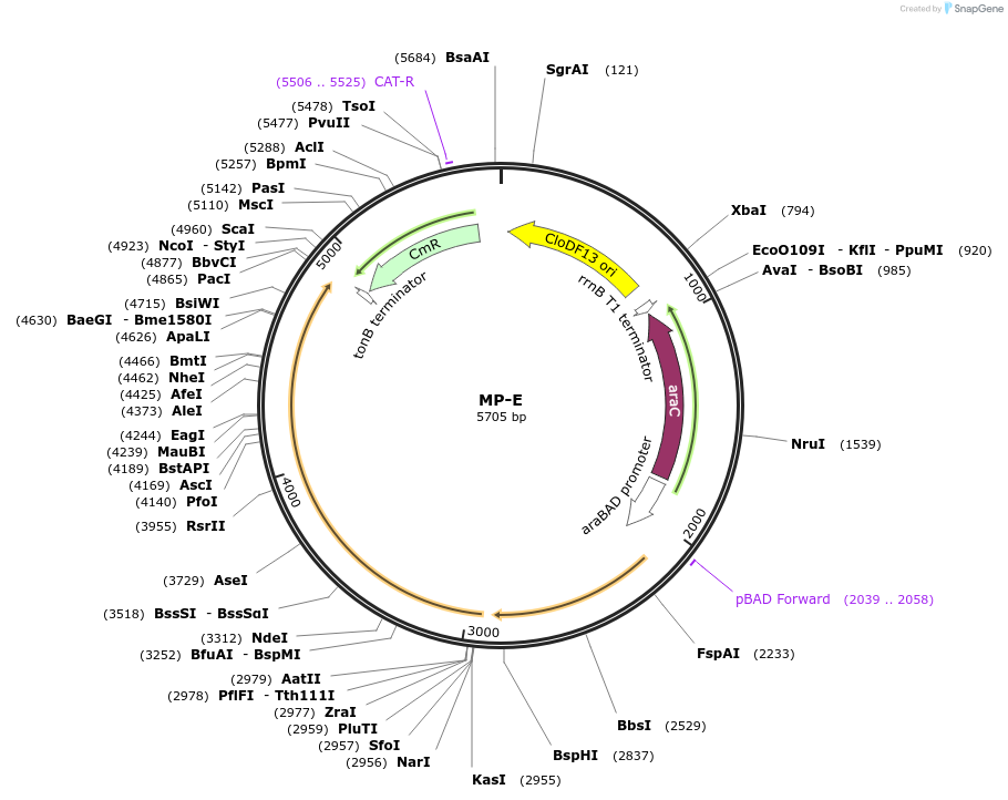 69636-plasmid-map-sequence-id-123376