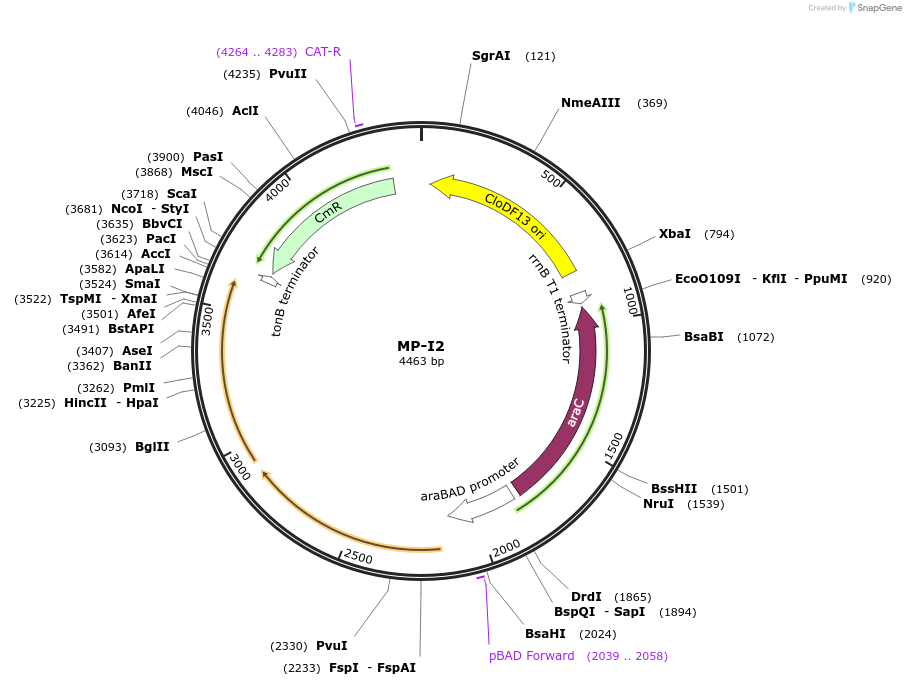 69645-plasmid-map-sequence-id-123385