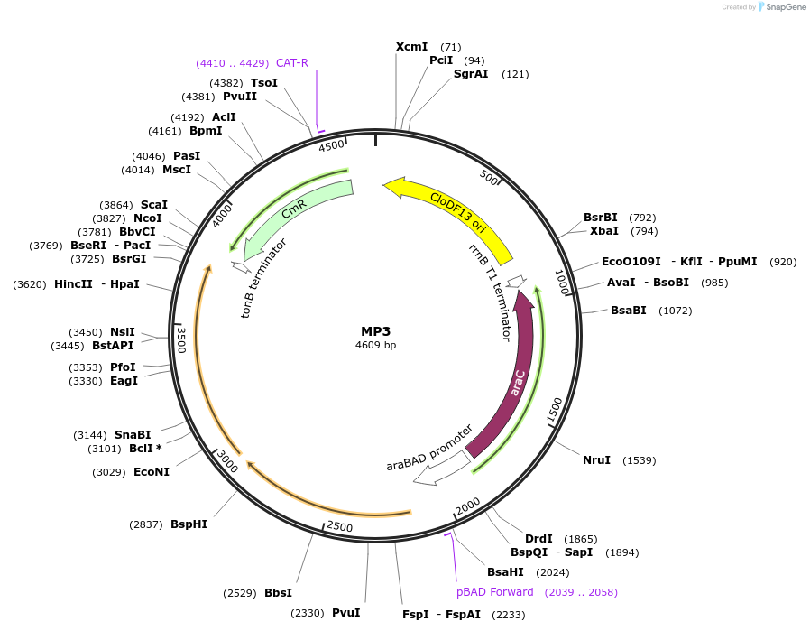 69650-plasmid-map-sequence-id-123390