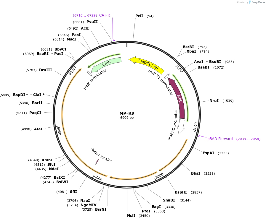 69653-plasmid-map-sequence-id-123393