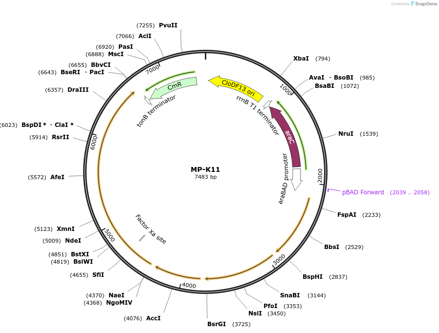 69655-plasmid-map-sequence-id-123395