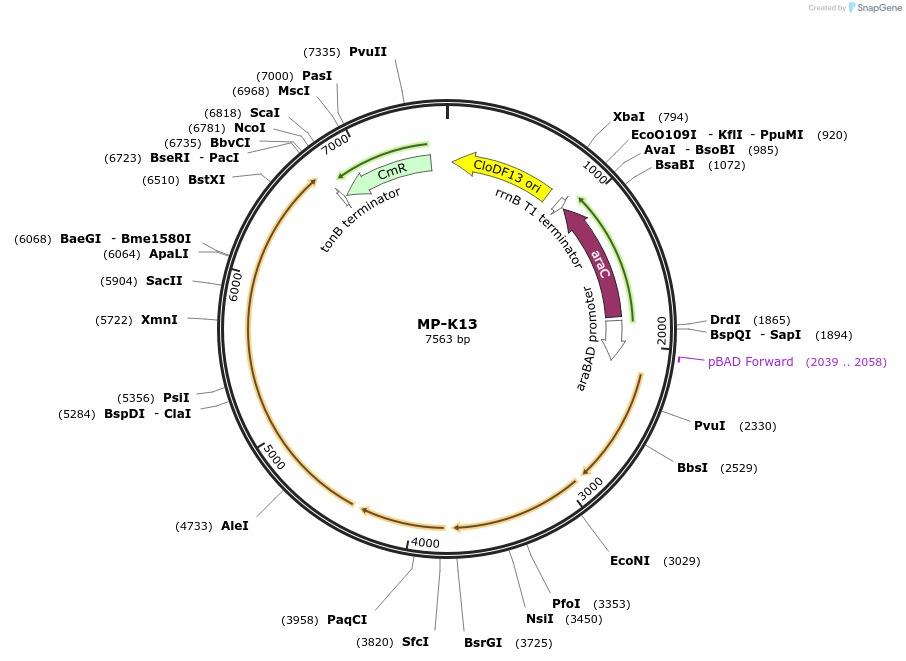 69657-plasmid-map-sequence-id-123397
