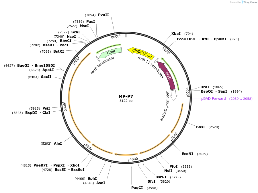 69666-plasmid-map-sequence-id-123406
