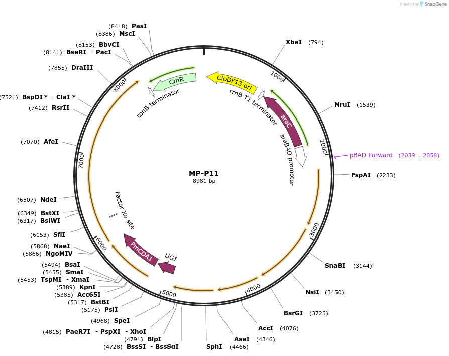 69670-plasmid-map-sequence-id-123410