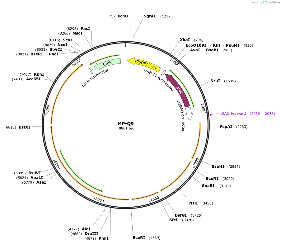 69679-plasmid-map-sequence-id-123419