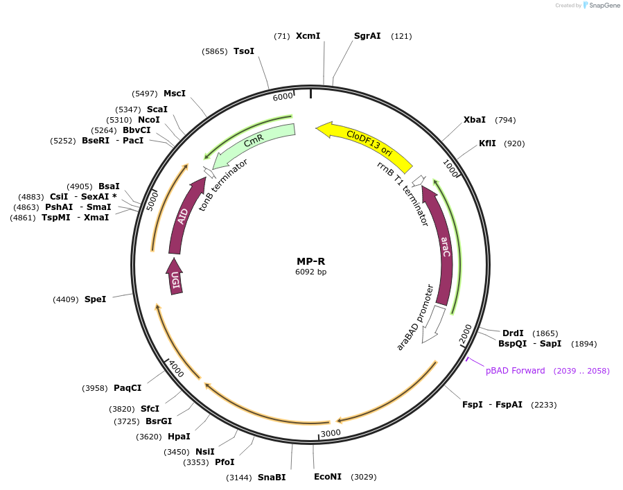 69684-plasmid-map-sequence-id-123424