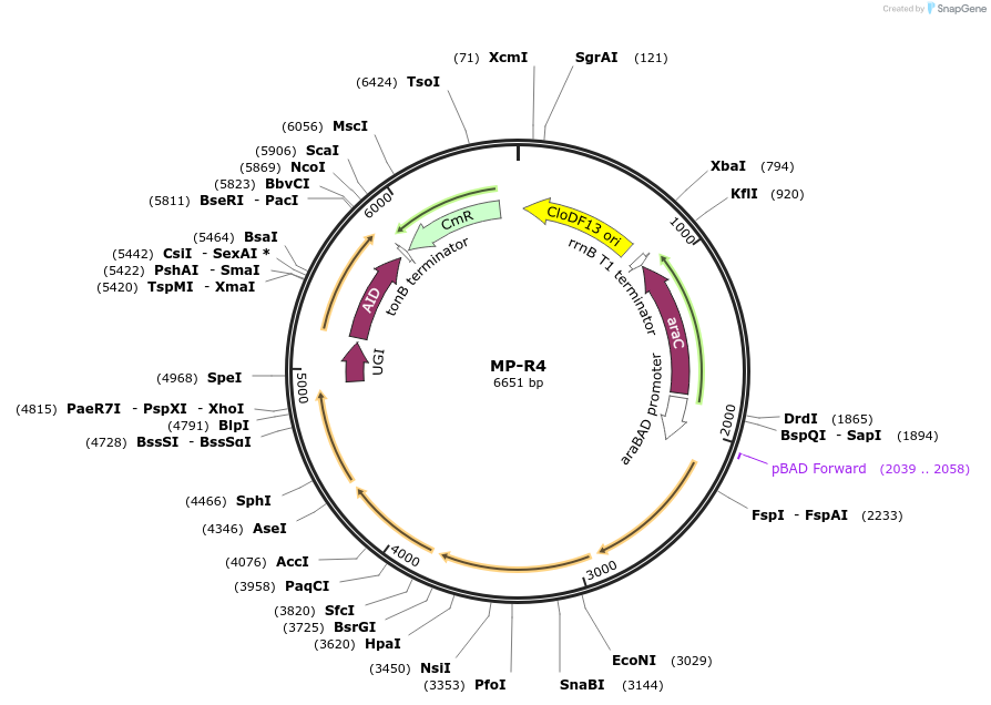 69687-plasmid-map-sequence-id-123427
