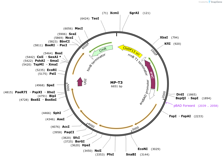 69695-plasmid-map-sequence-id-123435