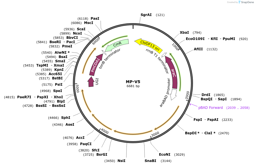 69707-plasmid-map-sequence-id-123447
