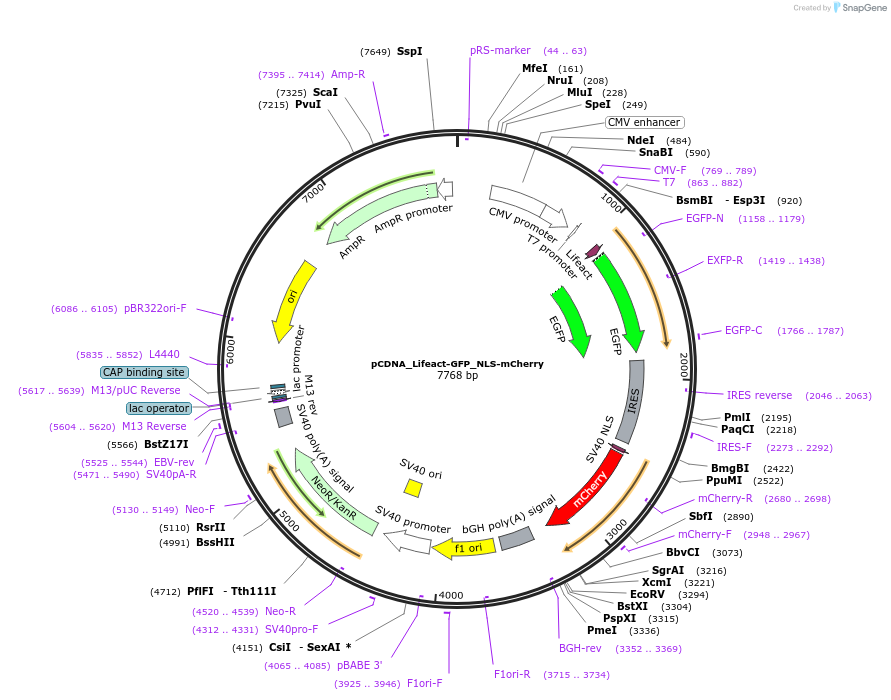 69058-plasmid-map-sequence-id-123543