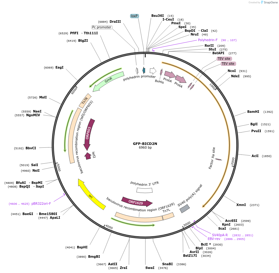 64070-plasmid-map-sequence-id-123551
