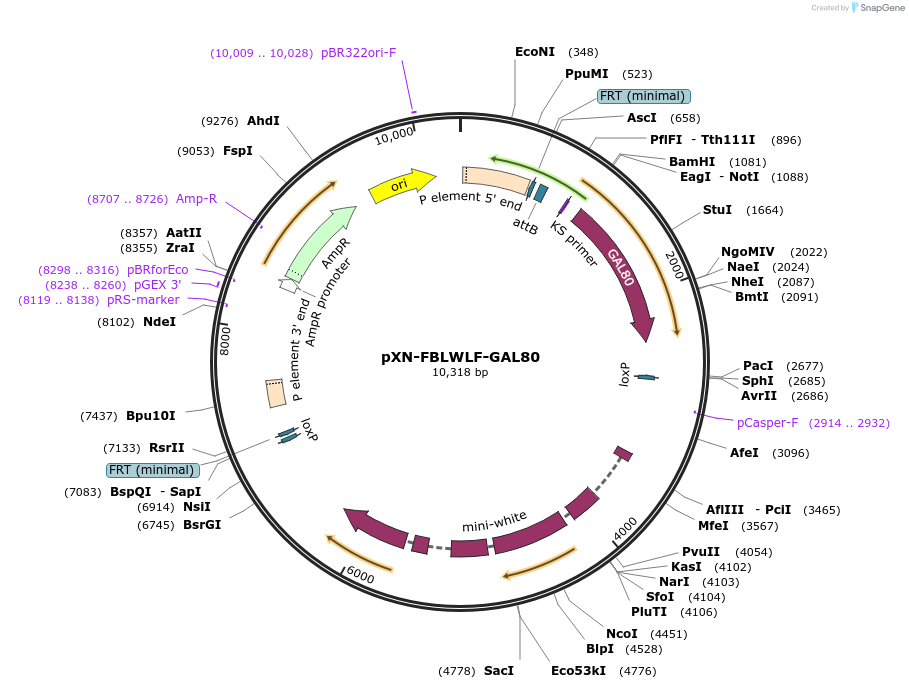 26265-plasmid-map-sequence-id-12357