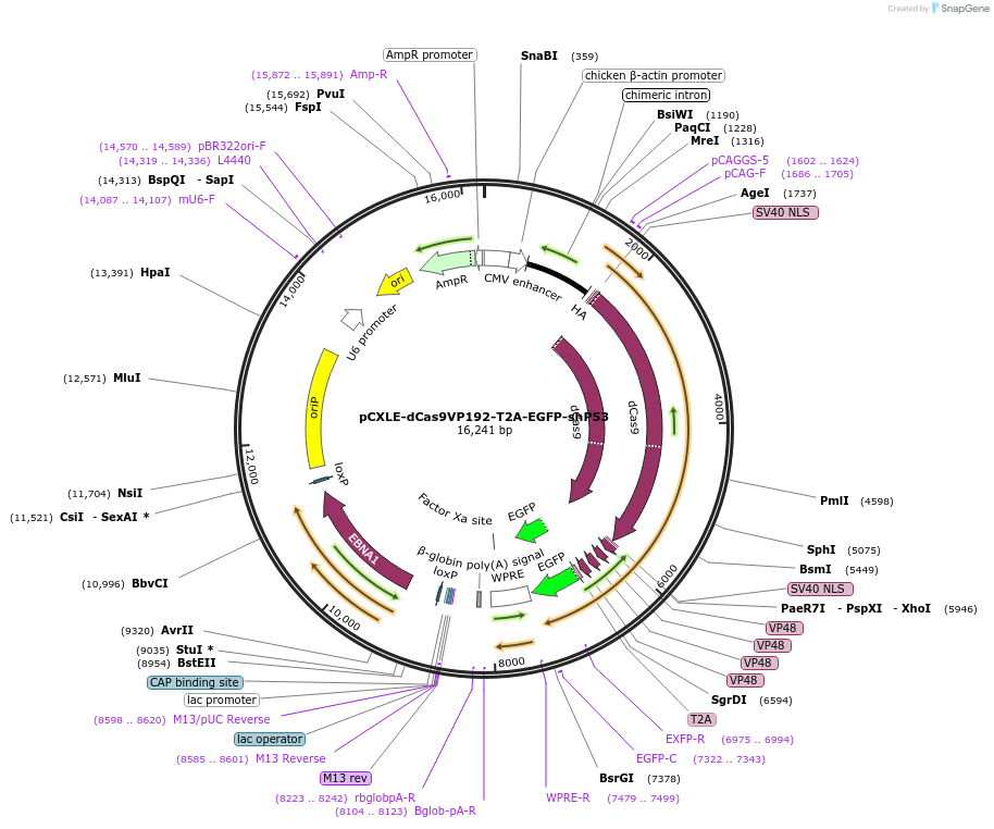 69535-plasmid-map-sequence-id-123648