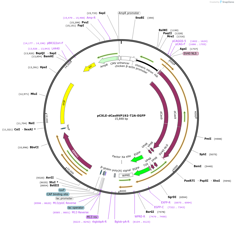 69536-plasmid-map-sequence-id-123653