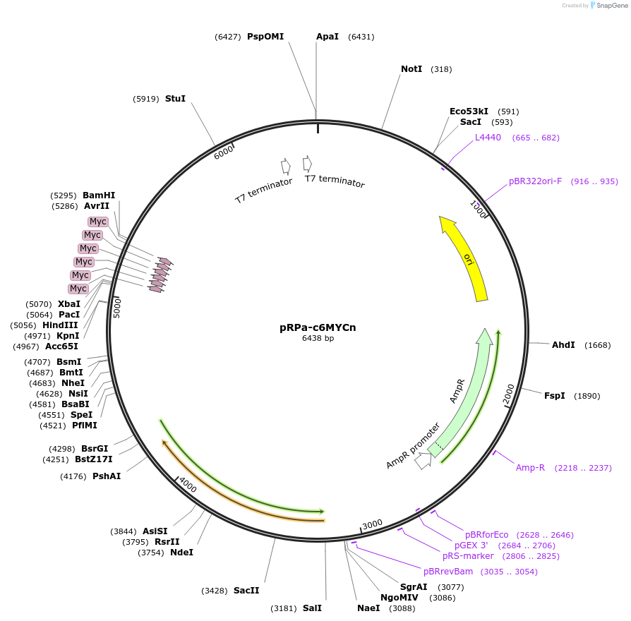 69242-plasmid-map-sequence-id-123680