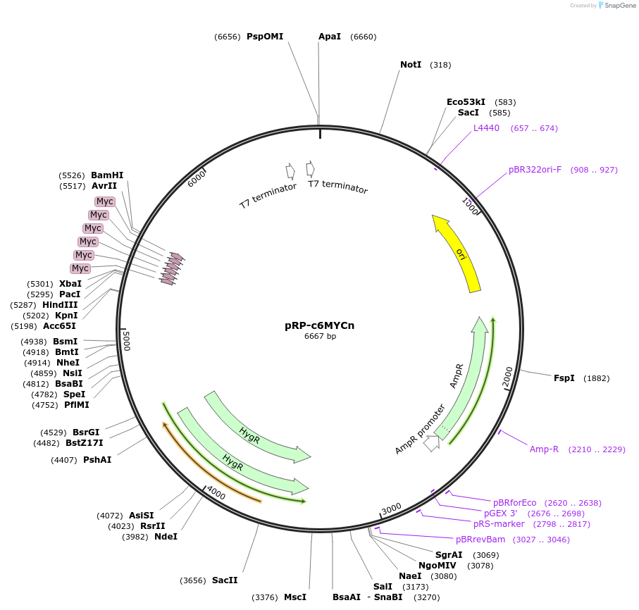 69243-plasmid-map-sequence-id-123691