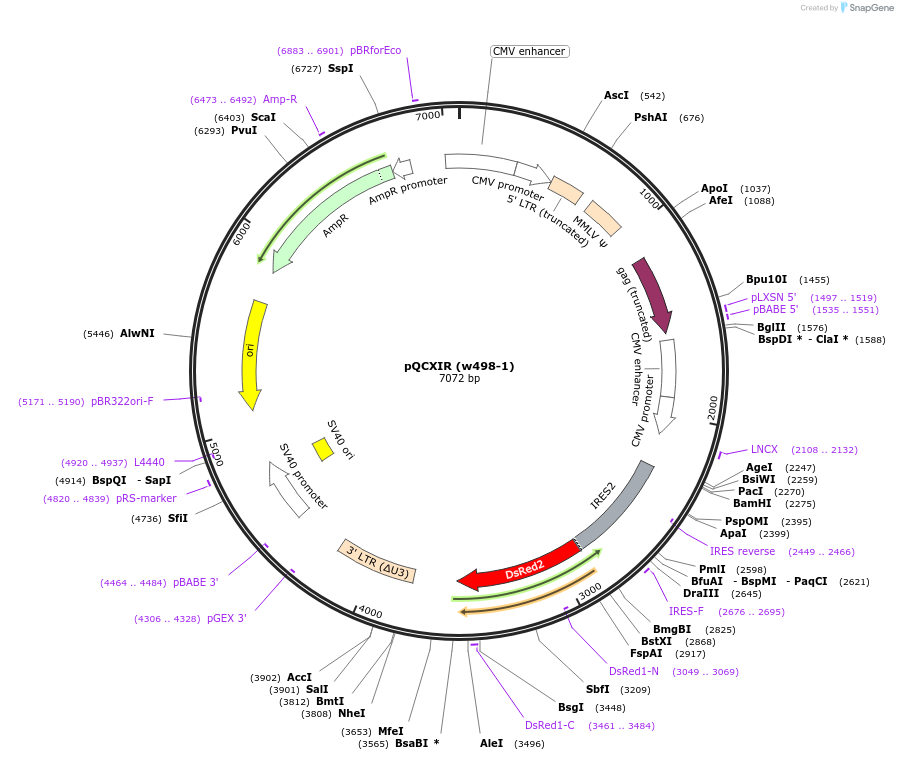 26287-plasmid-map-sequence-id-12373