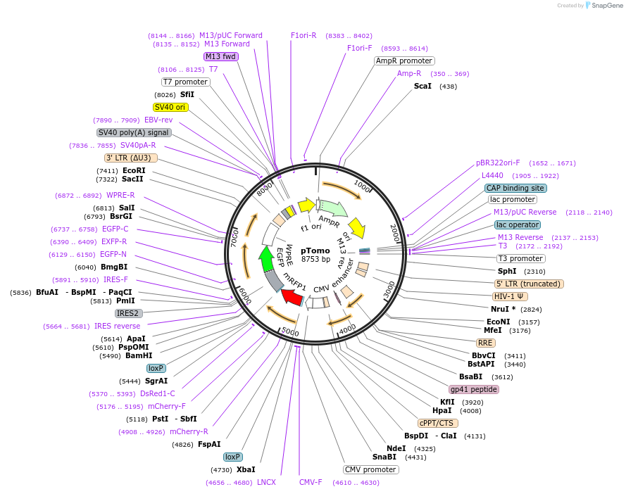 26291-plasmid-map-sequence-id-12376
