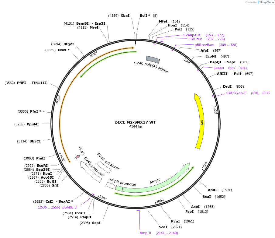 69811-plasmid-map-sequence-id-123760