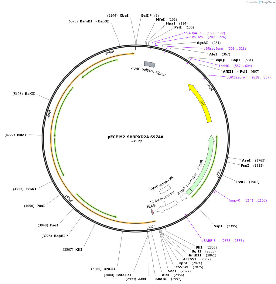69814-plasmid-map-sequence-id-123763
