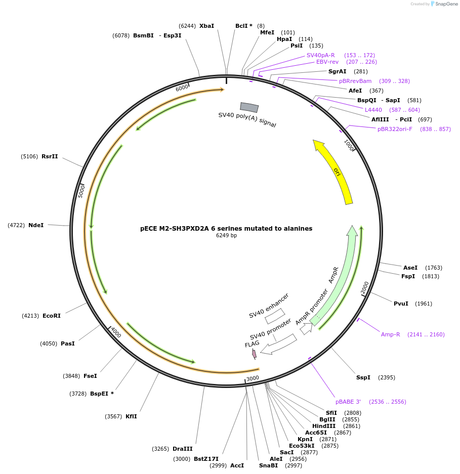 69815-plasmid-map-sequence-id-123764
