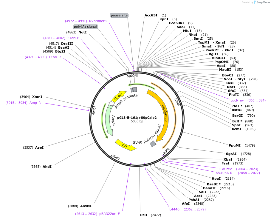 66745-plasmid-map-sequence-id-123770