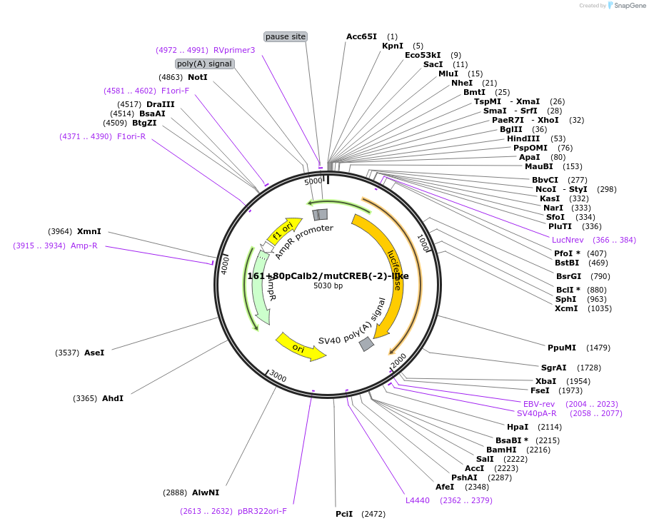66751-plasmid-map-sequence-id-123777