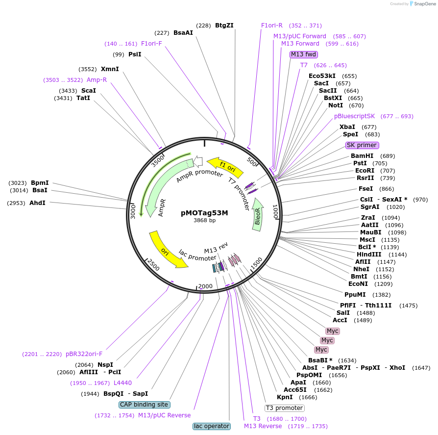 26297-plasmid-map-sequence-id-12382