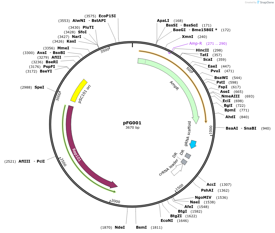 62816-plasmid-map-sequence-id-123824