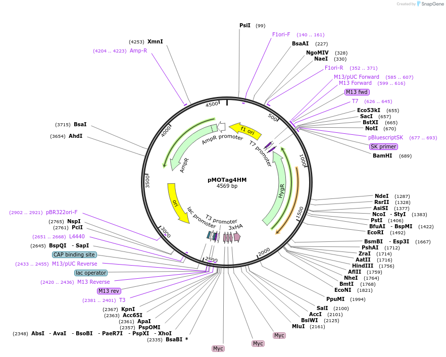 26298-plasmid-map-sequence-id-12383