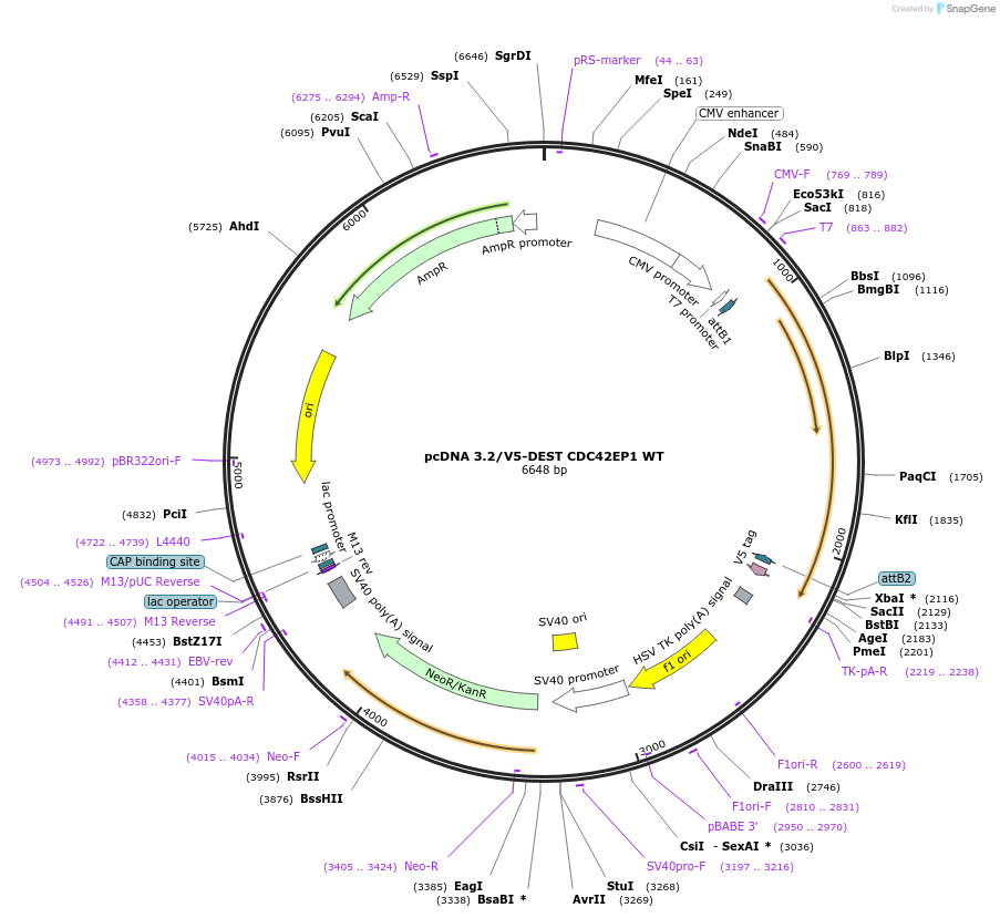 69819-plasmid-map-sequence-id-123852