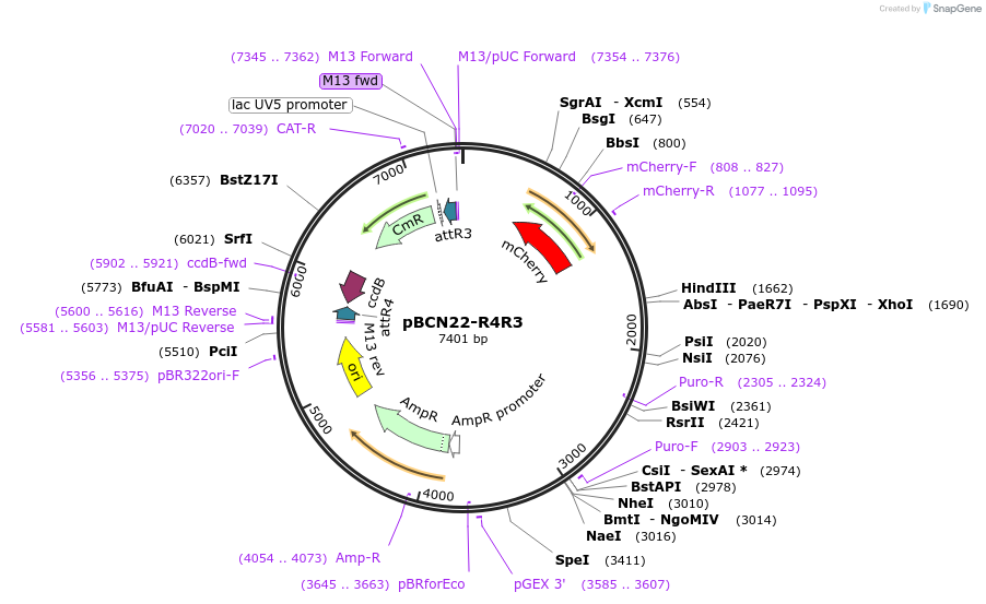 26302-plasmid-map-sequence-id-12386