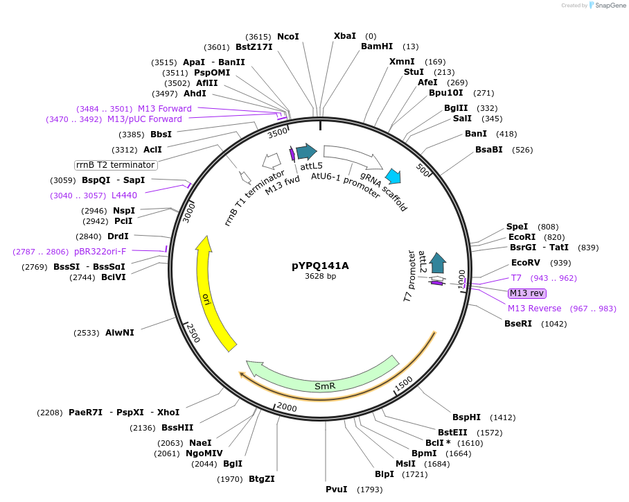 69290-plasmid-map-sequence-id-123892