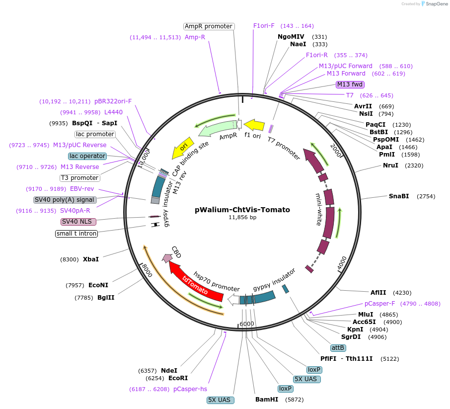 67756-plasmid-map-sequence-id-123914