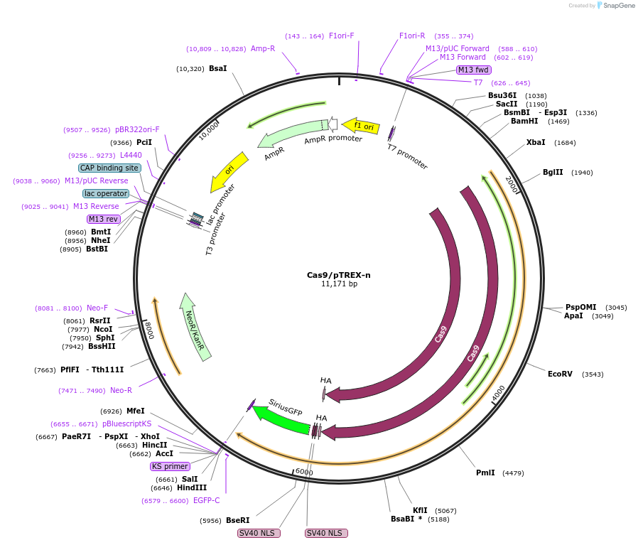 68708-plasmid-map-sequence-id-123989