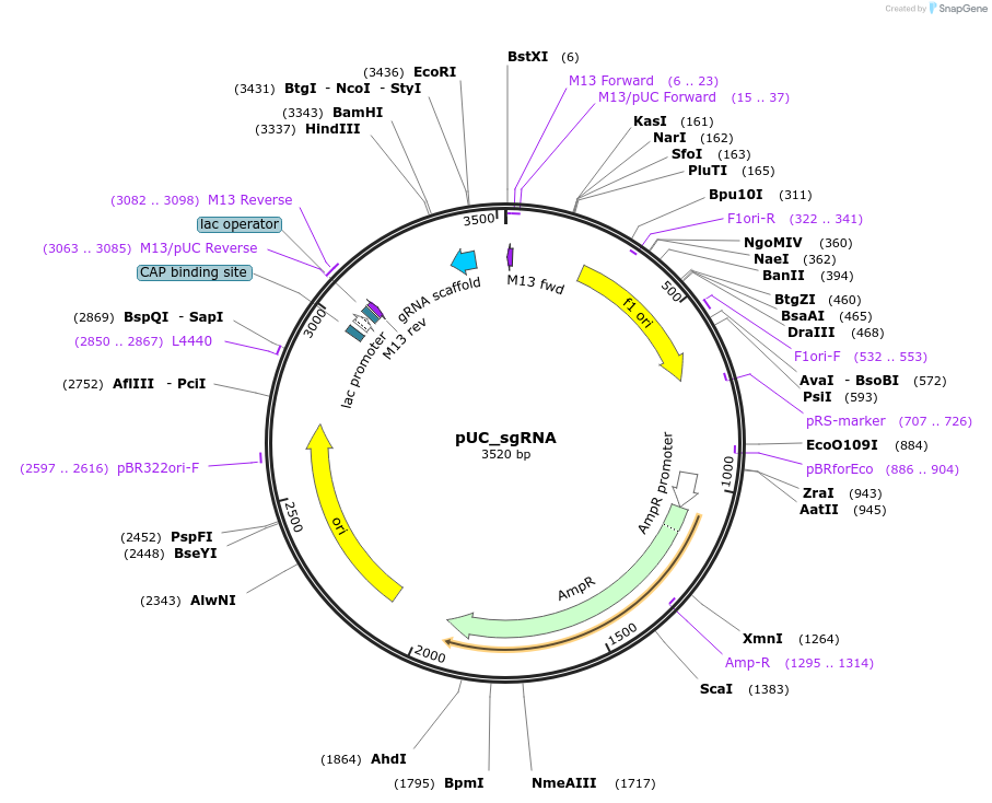 68710-plasmid-map-sequence-id-123992