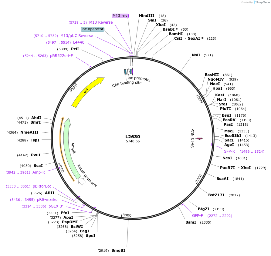 1514-plasmid-map-sequence-id-124