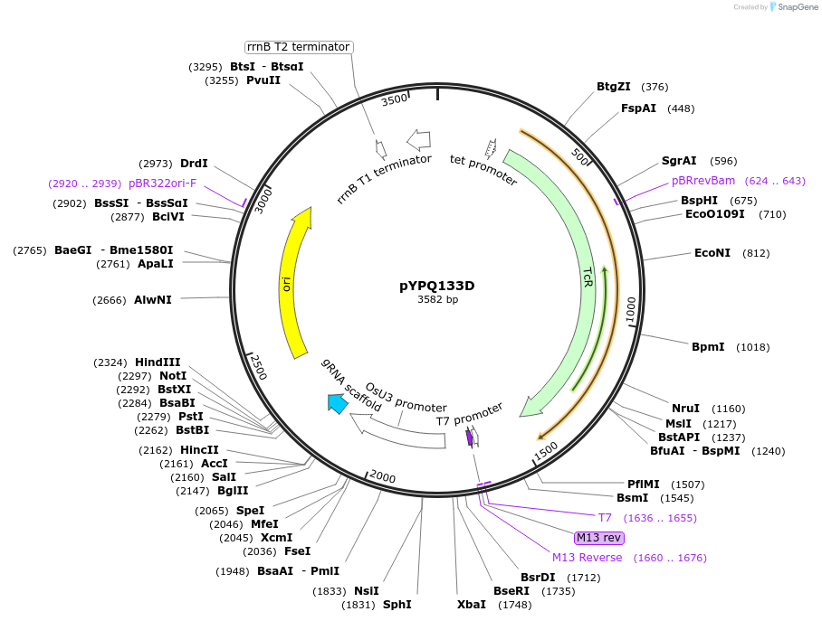 69289-plasmid-map-sequence-id-124020