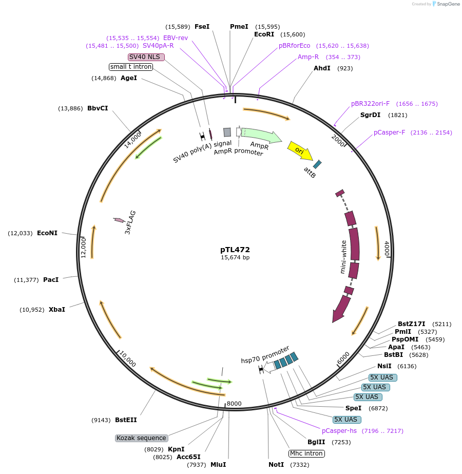 69882-plasmid-map-sequence-id-124049